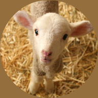 PepLamb's Audio Bible logo